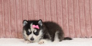 4448aLinda the pomsky-the puppy lodge