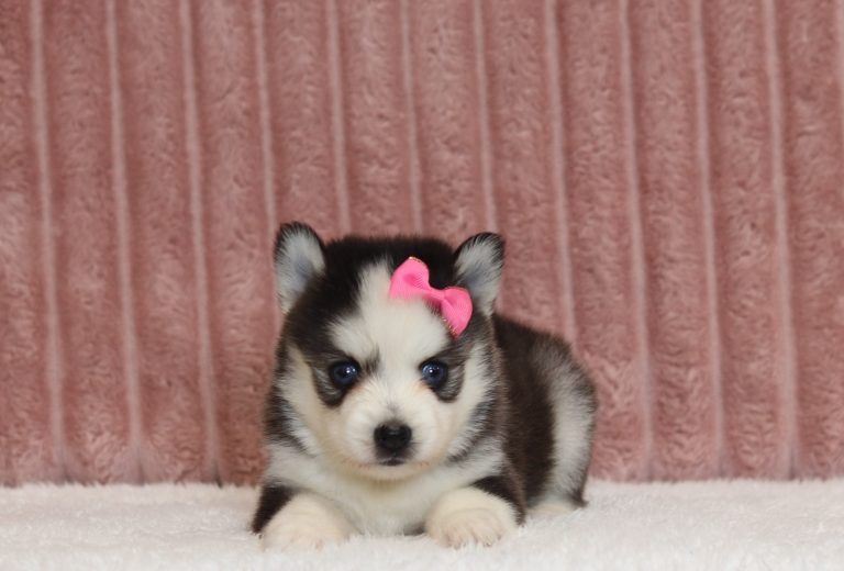 4449aaLoretta the pomsky-the puppy lodge