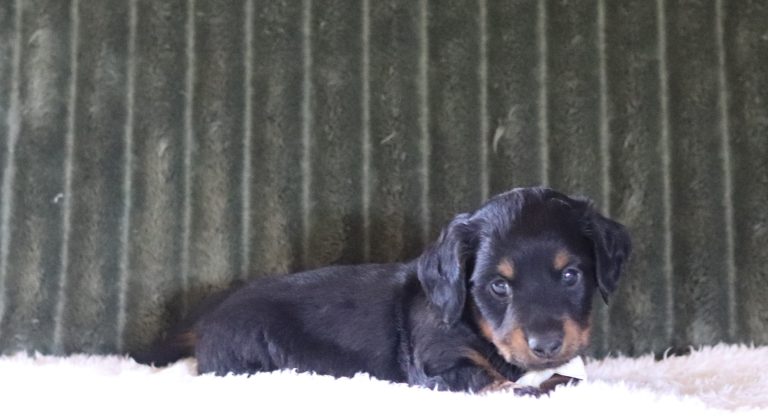 4456aa maciah the mini dachshund-the puppy lodge