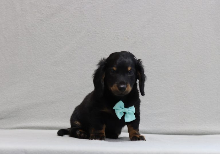 4458aa-Morris the dachshund-the puppy lodge