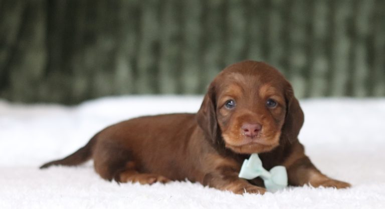 6000a Danny the mini dachshund-the puppy lodge