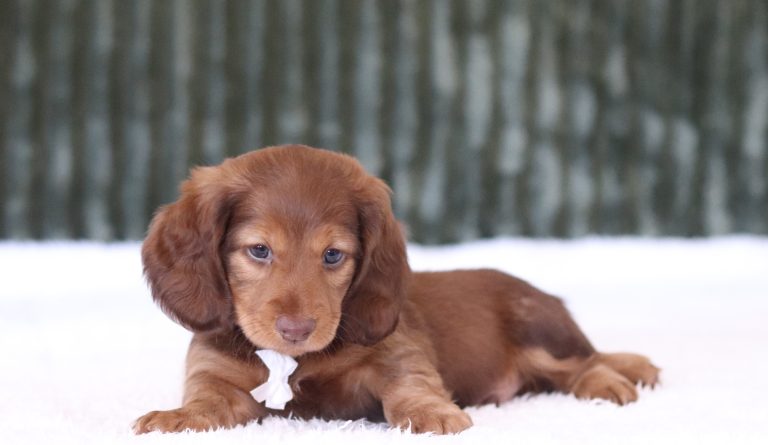 6000aa danny the mini dachshud-the puppy lodge