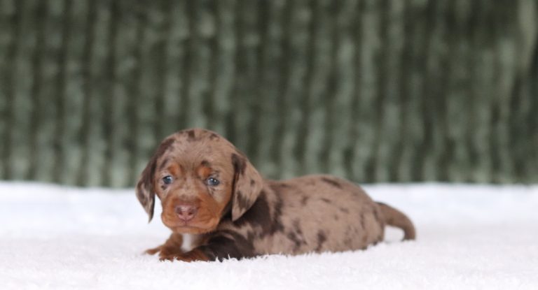 6002aa Dana the mini dachshund-the puppy lodge