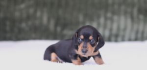 6008aRaider the dachshund-the puppy lodge
