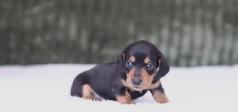 6008aRaider the dachshund-the puppy lodge