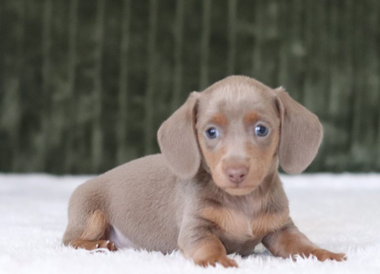 6009a ronnie the mini dachshund-the puppy lodge