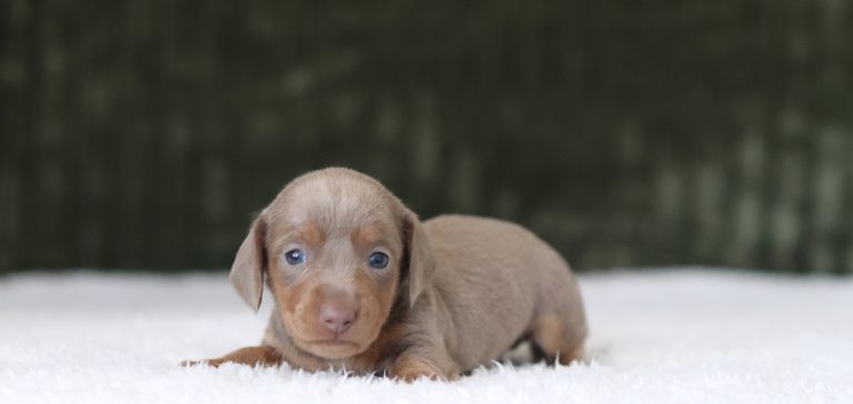 6009aaaRonnie the dachshund-the puppy lodge
