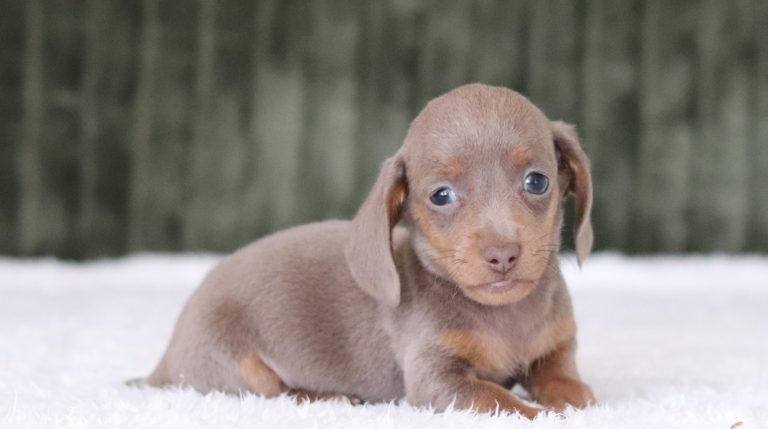 6010a rueben the mini dachshund-the puppy lodge
