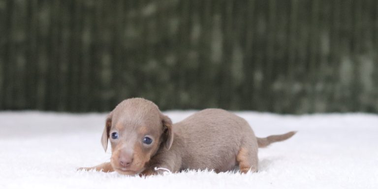 6010aRueben the dachshund-the puppy lodge