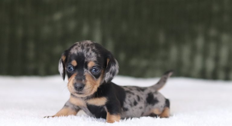 6011aa-Randy the dachshund-the puppy lodge