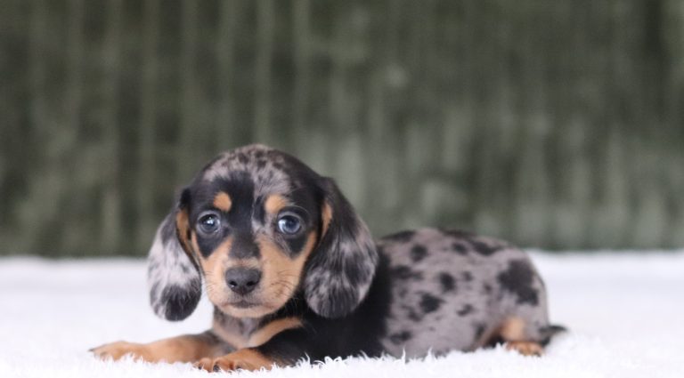 6011aa randy the mini dachshund-the puppy lodge