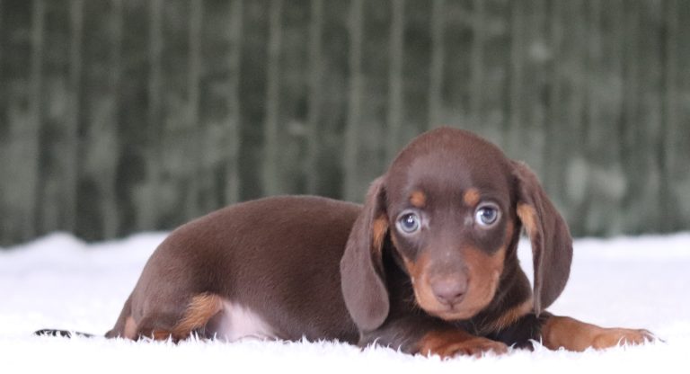 6012a raymond the mini dachshund-the puppy lodge