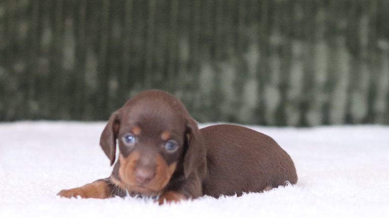 6012aRaymond the dachshund-the puppy lodge