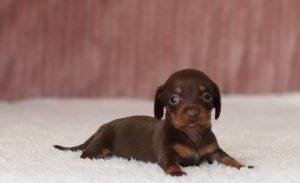 6013aaaRosy the dachshund-the puppy lodge