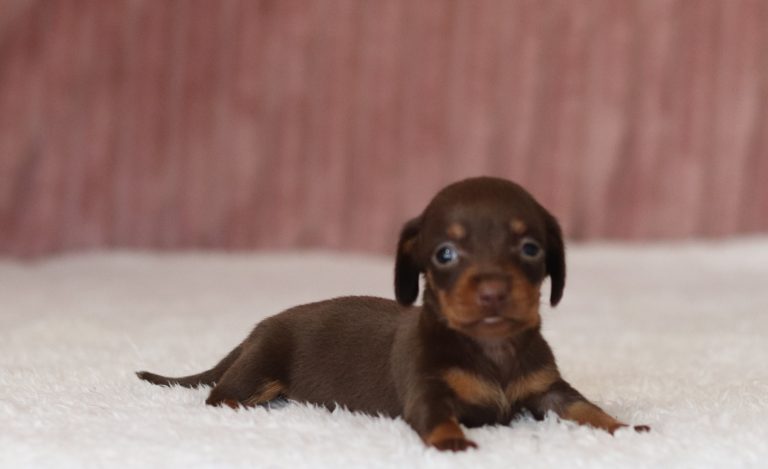 6013aaaRosy the dachshund-the puppy lodge