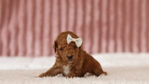6068a cora the mini poodle-the puppy lodge