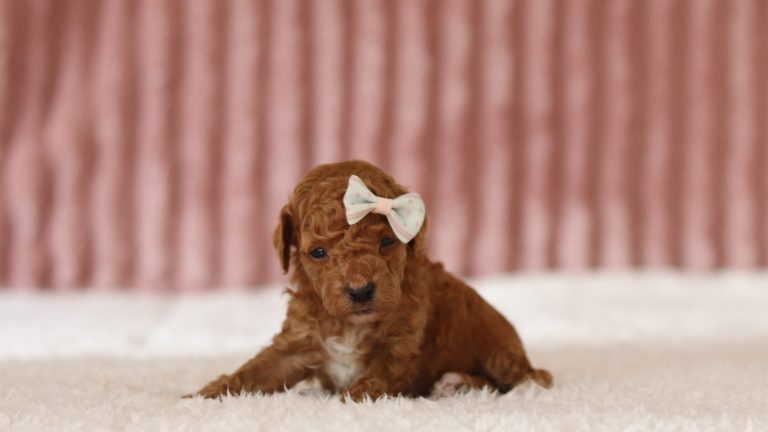 6068a cora the mini poodle-the puppy lodge