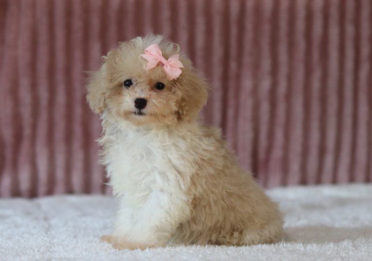 6148aaa roberta the mini poodle-the puppy lodge