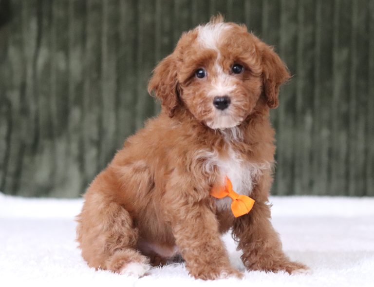 6203a dan the mini poodle-the puppy lodge