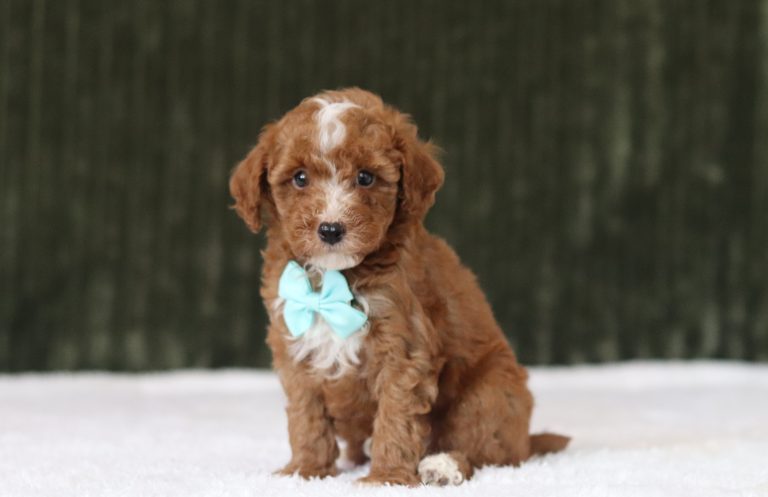 6203aaa dan the mini poodle-the puppy lodge