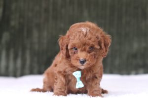 6204aaa docker the mini poodle-the puppy lodge
