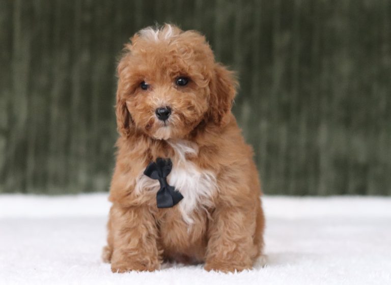 6205a damon the mini poodle-the puppy lodge
