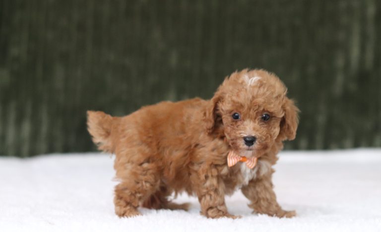 6205aa damon the mini poodle-the puppy lodge