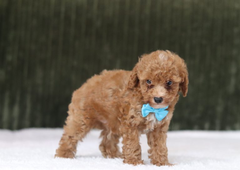 6206aa dean the mini poodle-the puppy lodge