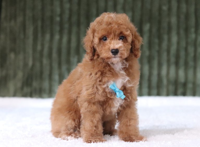 6206aaa dean the mini poodle-the puppy lodge