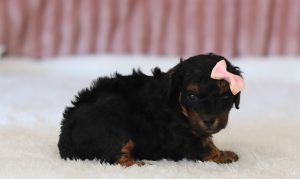 6525a sky the mini poodle-the puppy lodge