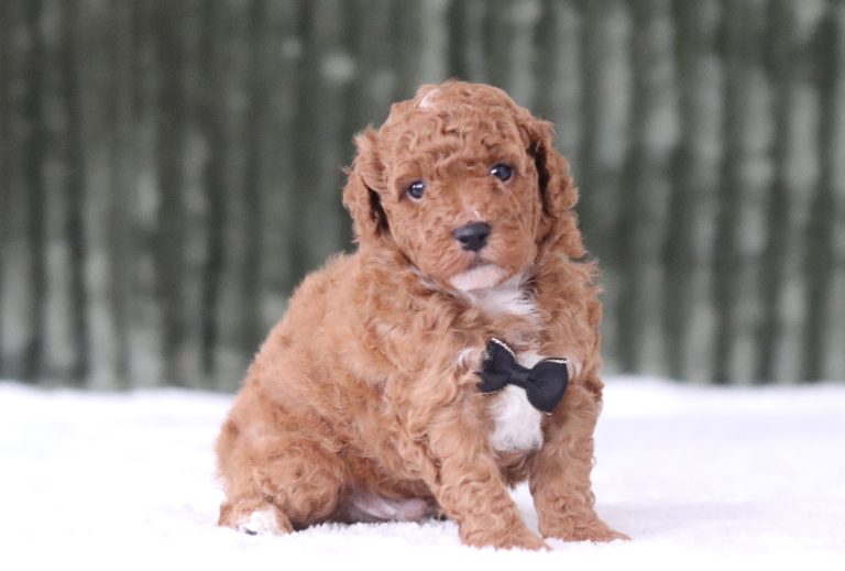 6537aaa Samson the mini poodle-the puppy lodge