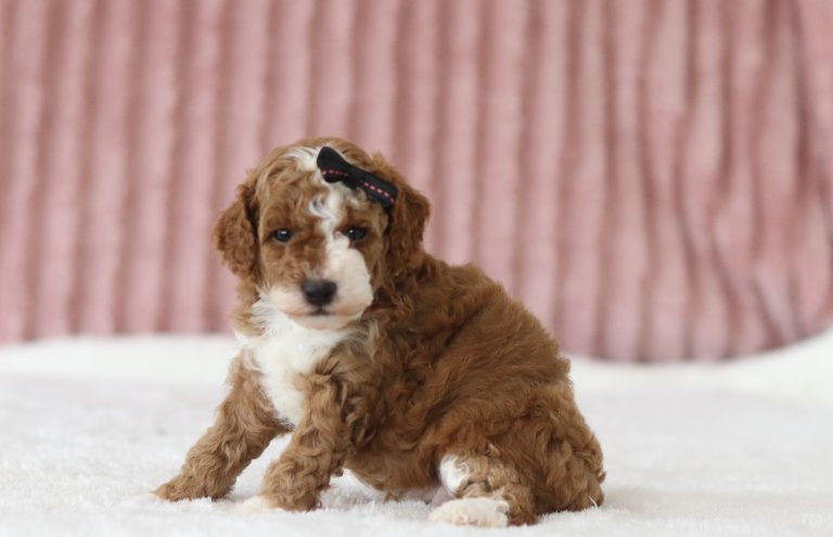 6538aaa sugar baby the mini poodle-the puppy lodge