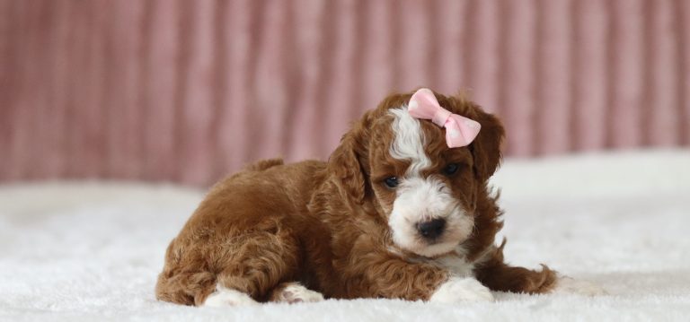 6539a sweetie pie the mini poodle-the puppy lodge