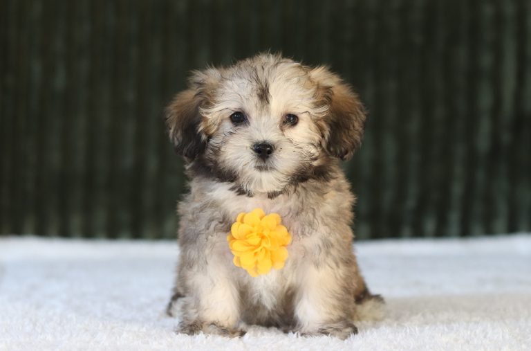 6566aa. ni9mbo the teddy bear-the puppy lodge