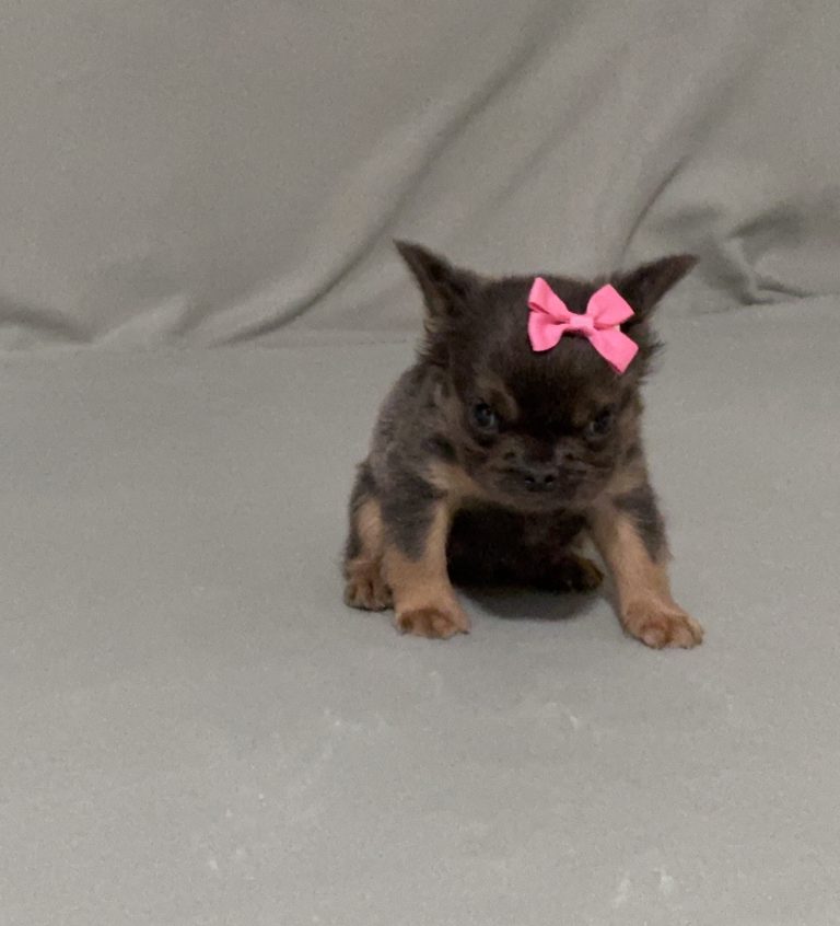 Baby-ff-6014-the puppy lodge
