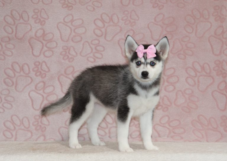 Lucy-4347a-puppy-pomsky-The-Puppy-Lodge-