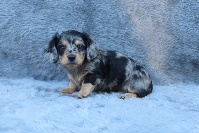 M #3074 loyal the mini dachshund-the puppy lodge