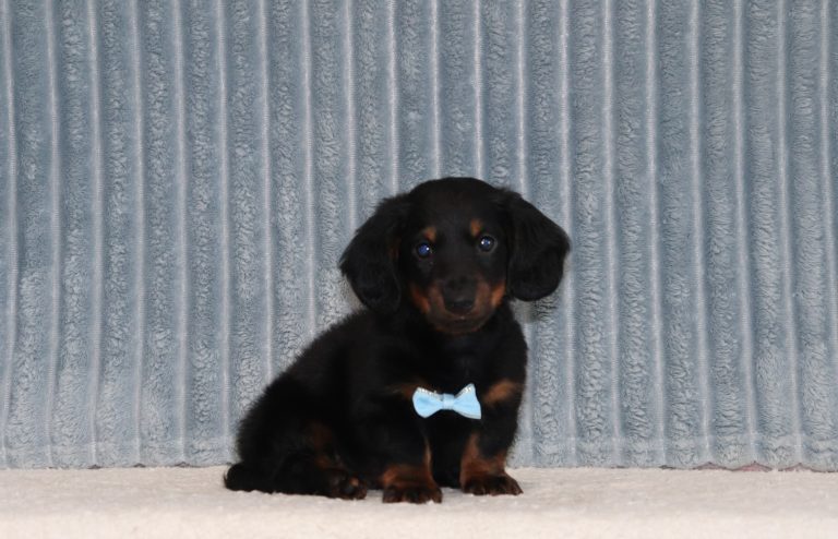 Maciah-4456a-puppy-Mini-Dachshund-The-Puppy-Lodge-of-Berlin