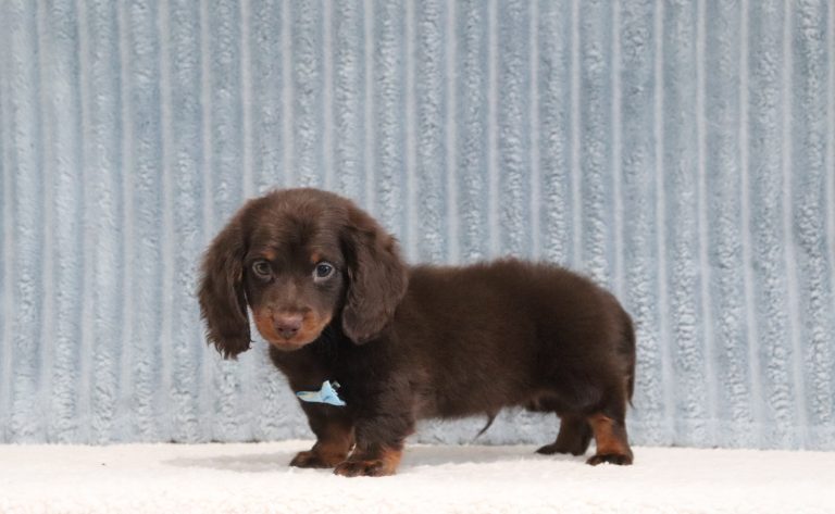 Micheal-4459-3435aa-puppy-mini-dachshund-The-Puppy-Lodge