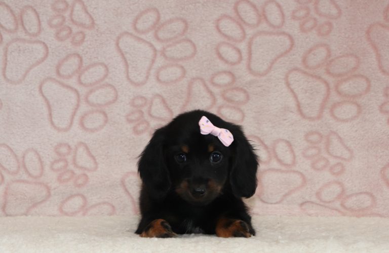 Minerva-4457-3434a-puppy-mini-dachshund-The-Puppy-Lodge-of-Berlin-