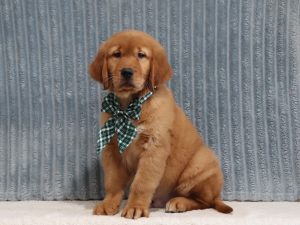 Red-4371a-puppy-golden-retriever-The-Puppy-Lodge