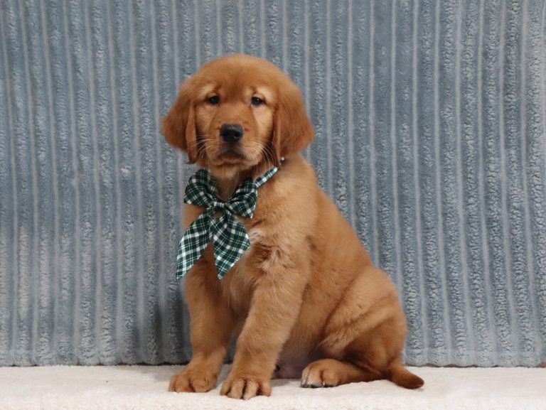 Red-4371a-puppy-golden-retriever-The-Puppy-Lodge
