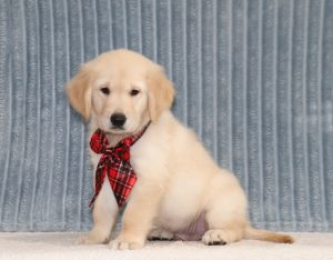 Theodore-4349aa-puppy-golden-retriever-The-Puppy-Lodge-of-Berlin